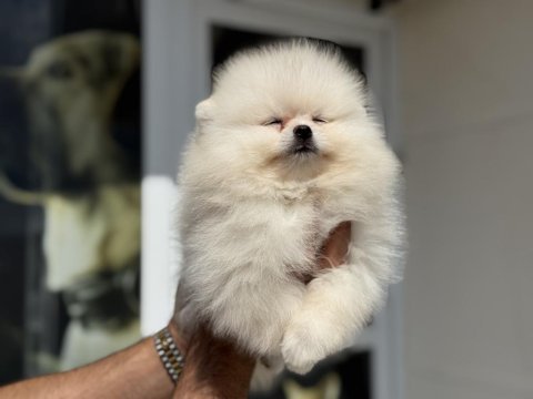 Petmode köpek çiftliğinden tea cup pomeranian