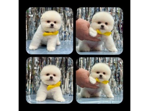 Orjinal ayı surat pomeranian boo