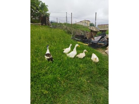 Pekin ördeği