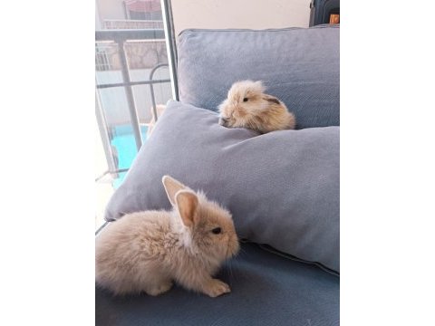 Yavru lop tavsanlar
