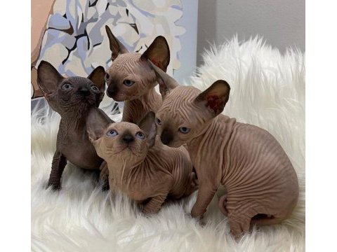 Elite sphynx kitten