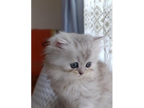 Dişi british longhair silver point yavru
