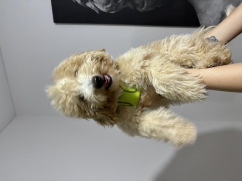 3.5 aylık maltipoo harika bir dişi