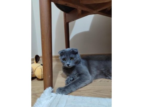 Scottish fold kedimizi sahiplendirme