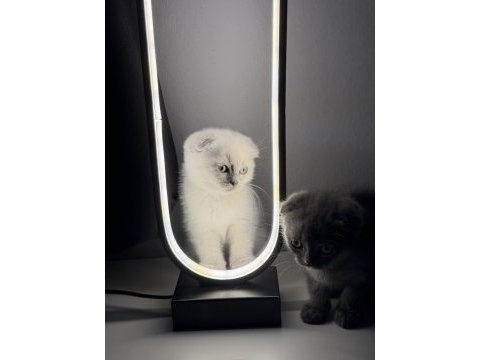 Sevimli scottish fold yavrulara yeni yuva arıyoruz