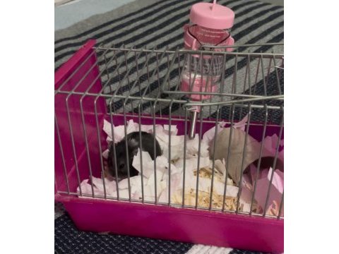 Ele alışık gonzeles hamster