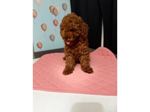 Poodle dişi erkek yavru