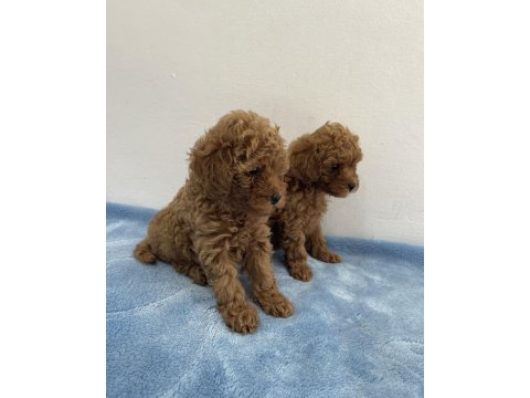 Saf ırk zarafeti poodle