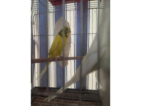 2 aylık yavrular ve yeni yeme düşmüş kuşlar