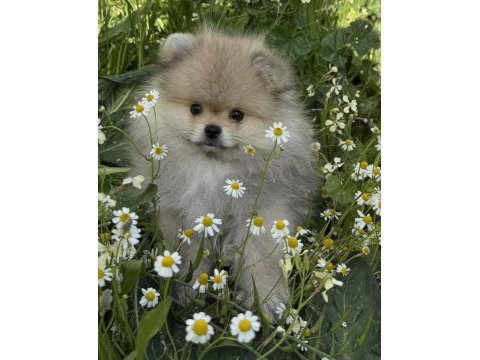 Pomeranian boo köpeğimiz