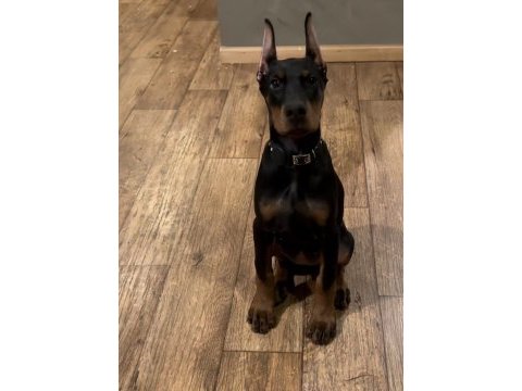 A++ kalite doberman yavrularımız.