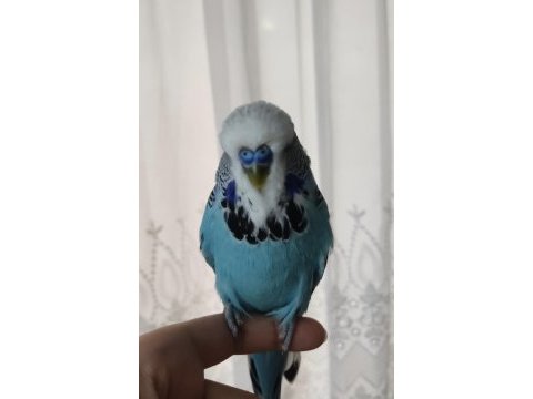 2 yaşında erkek show jumbo kuşlar
