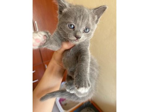 35 günlük yavrumuz british shorthair