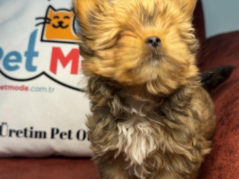 Ankaranın yasal ruhsatlı çifliği petmode den morkie