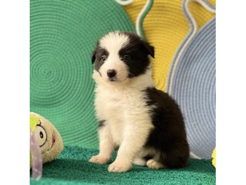 Zeka küpü border collie yavrular