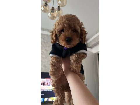 3 aylık eğitimleri tam toy poodle