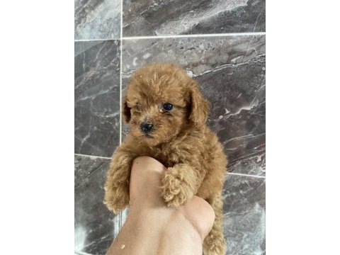 Orjinal toy poodle bebekler