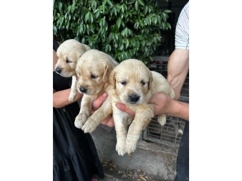 Golden retriever yavruları ücretsiz değildir