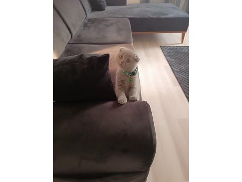 Scottish fold yavru 3 aylık