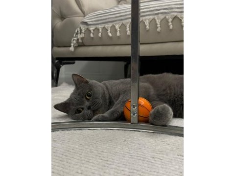 Ücretsiz british shorthair dişi