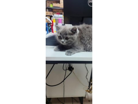 British shorthair yavru