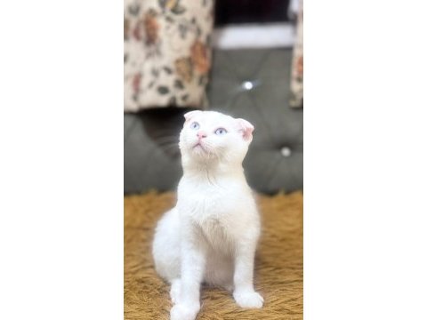 4 aylık scottish fold yavrumuz