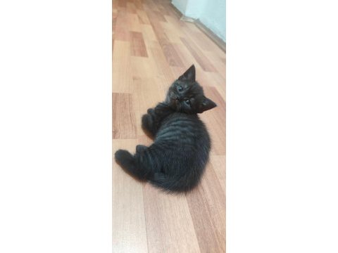 Çikolata en çok tercih edilen yavru kediler