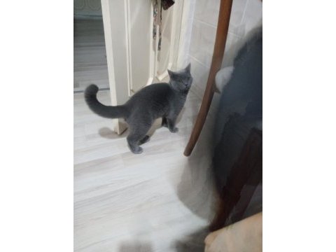 Saf ırk british shorthair 6 aylık