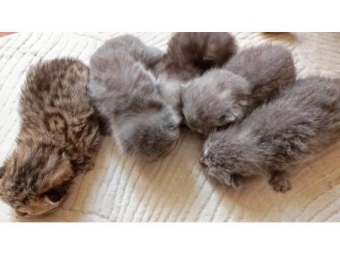 British shorthair minikler hazır
