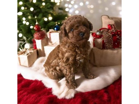 45 günlük sıcak yuva arayan toy poodle