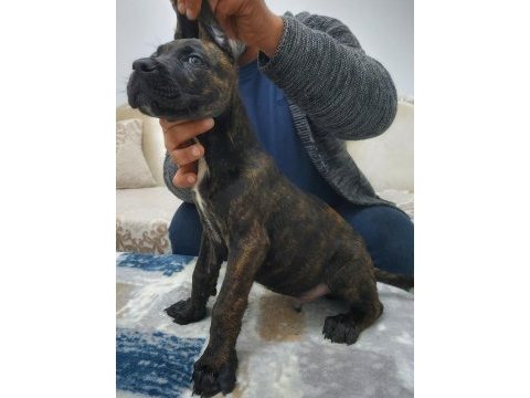 Dünya şampiyonu öz torunları cane corso