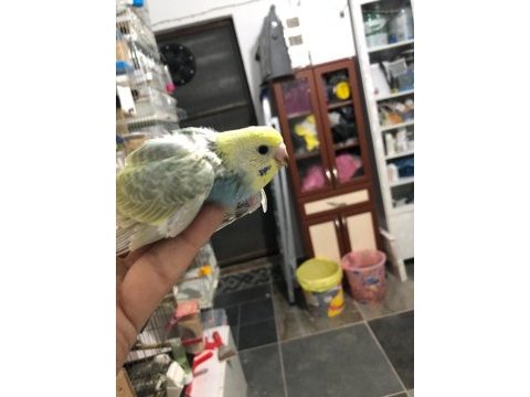 Mor rainbow muhabbet kuşu yavrular