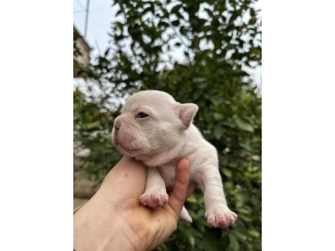 Lilac tan platinum erkek french bulldog