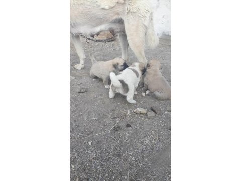 Safkan kangal köpeği 4 adet erkek