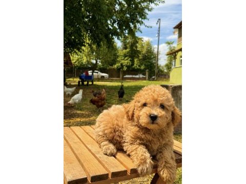 Maltipoo üst düzey erkek yavrumuz