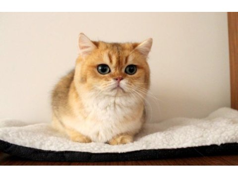 En güzel golden renk british shorthair yavru
