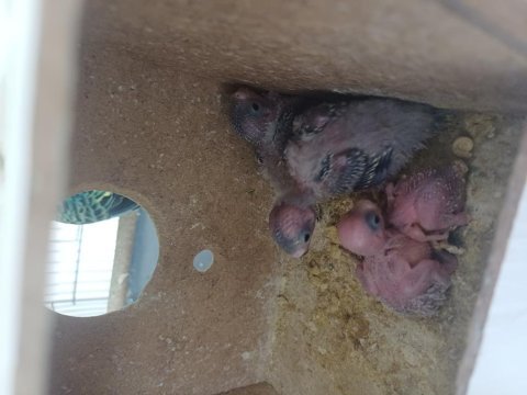 4 yavrulu muhabbet kuşu çifti