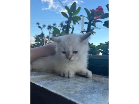 Kuru mama ve tuvalet eğitimli british shorthair