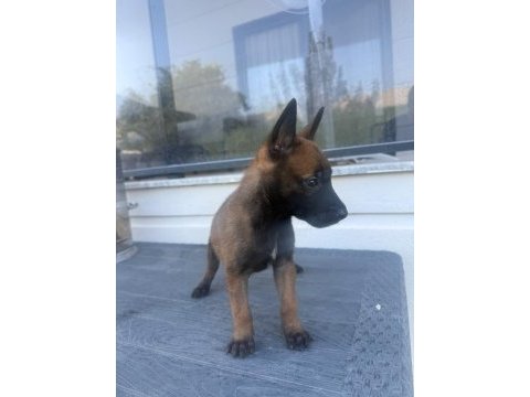 A kalite belçika kurdu yavruları