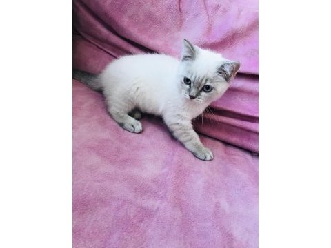British shorthair beyaz renk