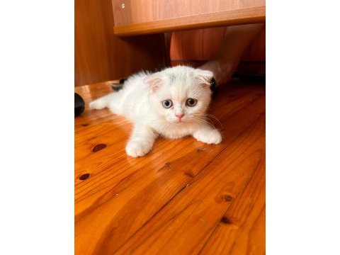 Scottish fold yavru kedilerimiz