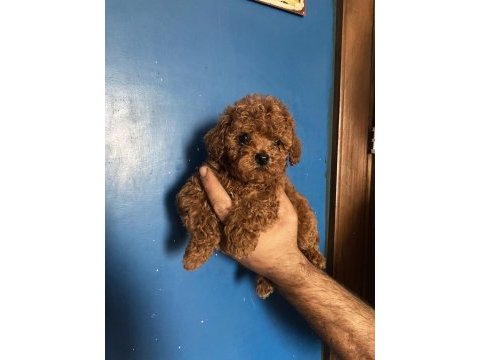 Poodle yavru erkek