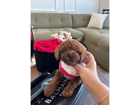 Minik poodle yavrum barbie
