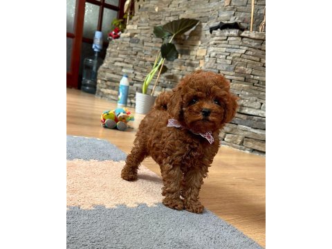 Toy poodle bebeklerimiz