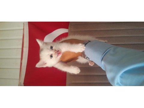 British shorthair yavruları beyaz