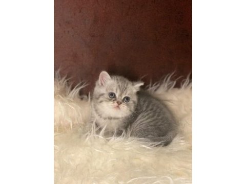 British tabby ayı surat british shorthair bebeklerim