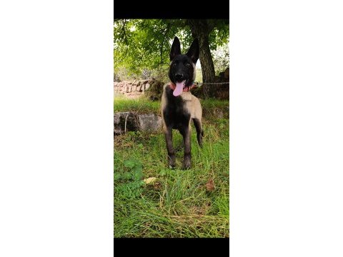 Ful maske güzellik abidesi safkan 4 aylık malinois yavrum