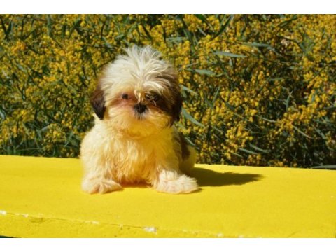 Sevimli shihtzu yavrular heryere gönderilir 