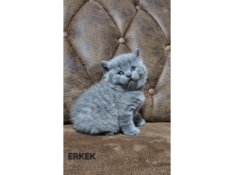 Güzeller güzeli british shorthair yavrularım