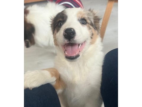 Sevimli border collie yavrular